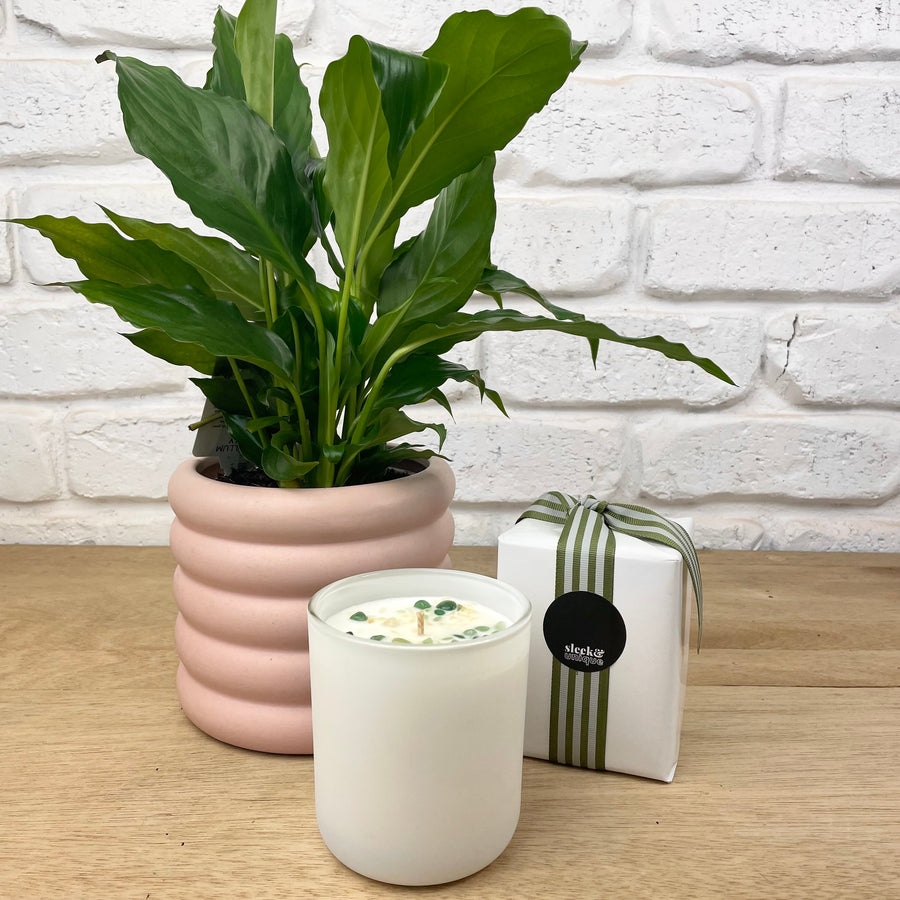 Indoor plant and candle gift delivery adelaide same day service willow evie peace lily plant