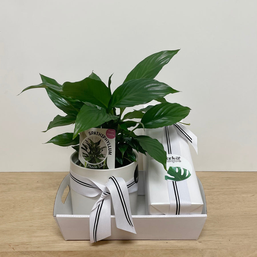 Peace Lily in white pot and Hentley Farm Blanc De Noir sparkling wine - Wine gifts Adelaide