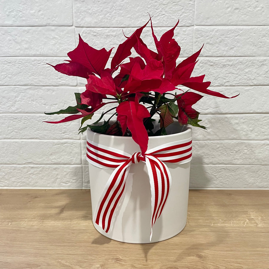 Poinsettia Christmas Plant Gift Delivery Adelaide - Sleek & Unique Gifts