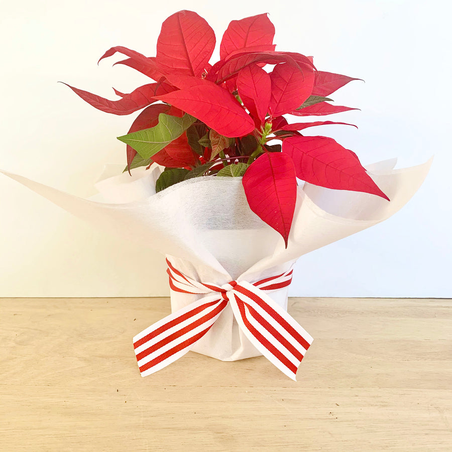 Christmas Poinsettia Plant - gift wrapped