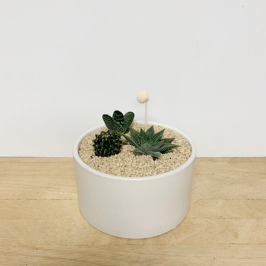 Cactus and Succulent Bowls - Sleek and Unique Gifts