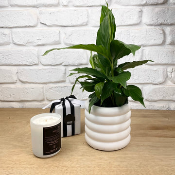 peace lily plant and candle gift set adelaide same day delivery