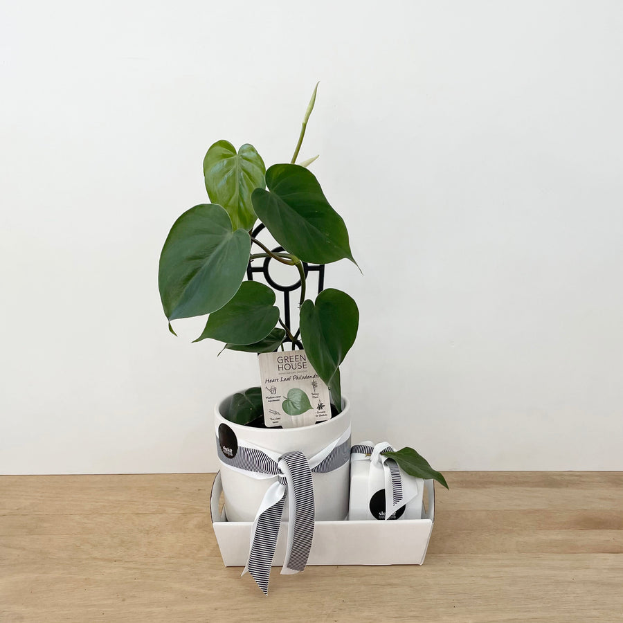 heart leaf philodendron plant in pot with ecosoy candle - gift set - sleek and unique gifts Adelaide