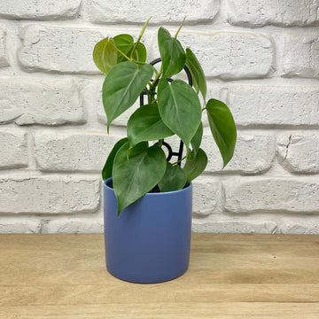 Heart Leaf Indoor Plant gift same day delivery Adelaide violet ceramic pot