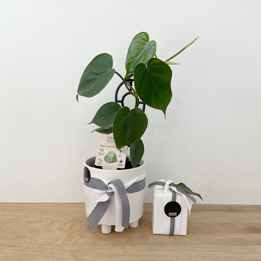 Adelaide Plant Gift Delivery - Heart Leaf Philodendron in White pot and Eco soy candle gift set