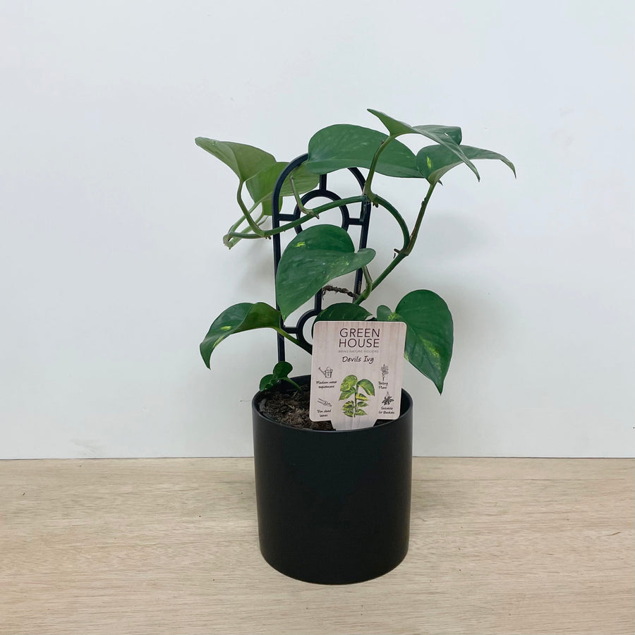 devils ivy money plant Devils Ivy in Black Pot