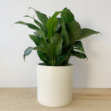 Mother's Day Plant Gift Adelaide Delivery - Peace Lily