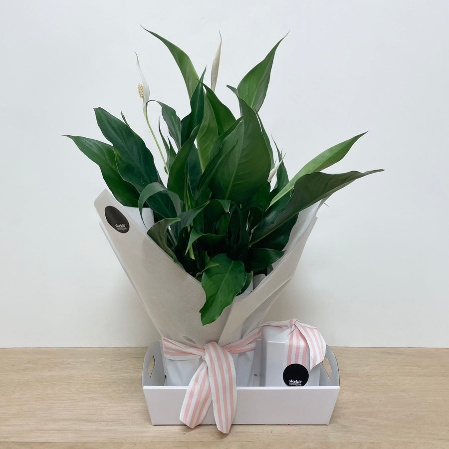 Mothers Day Gifts Adelaide Delivered - Indoor Plant Gift Delivery