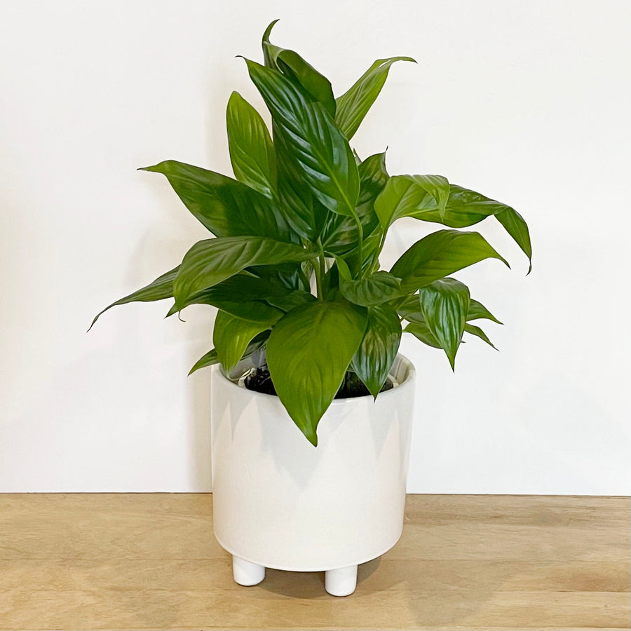 Peace Lily in White Contemporary Pot