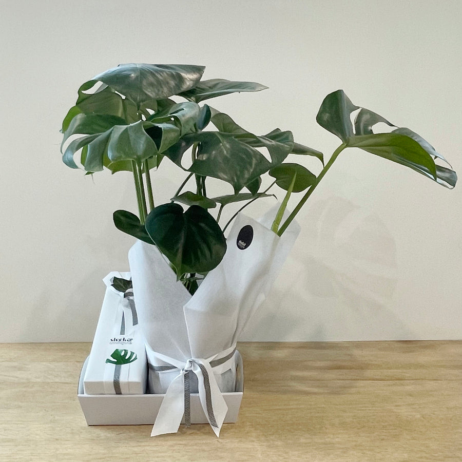 Champagne and Indoor Plant Gift - Plant Gift Delivery Adelaide