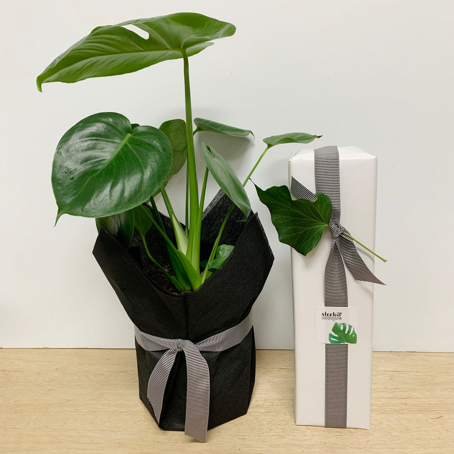 Rose and Monstera Plant Gift Bundle - Sleek and Unique Gifts