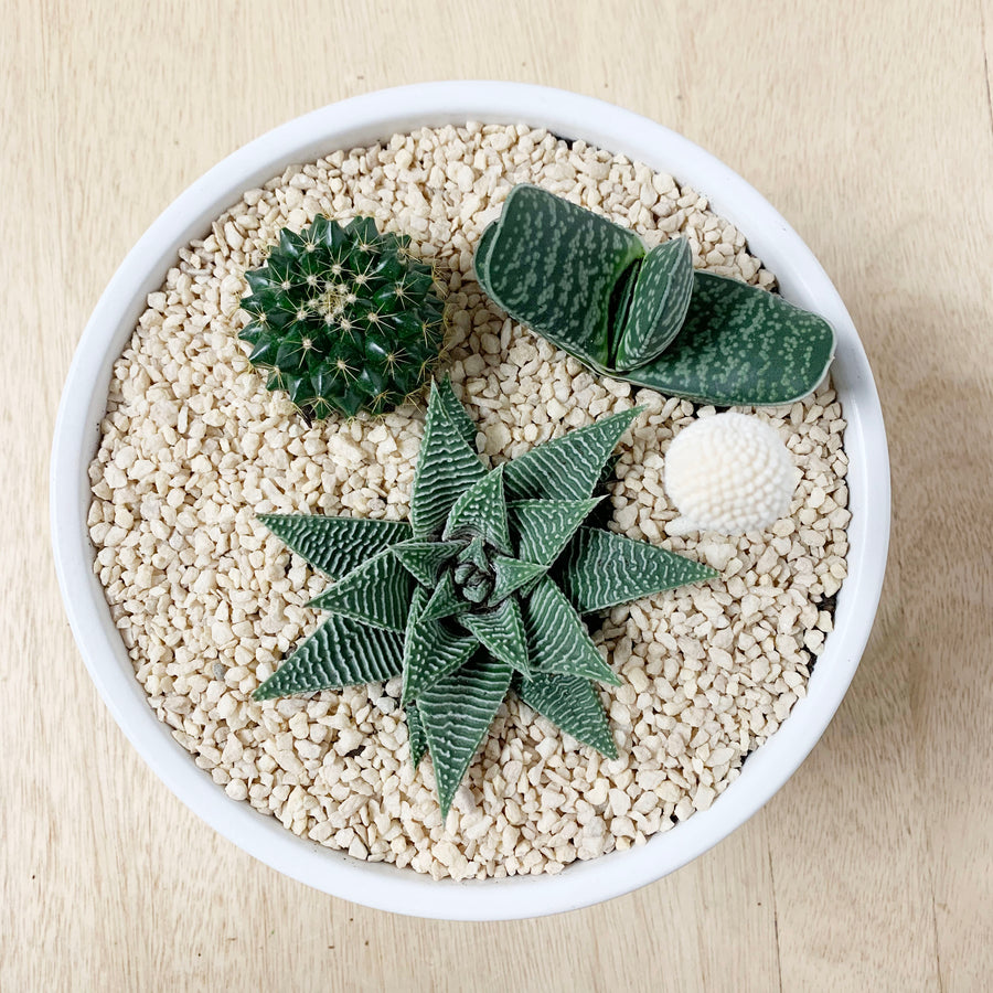 Succulent and Cactus Bowls - Gift Delivery Adelaide